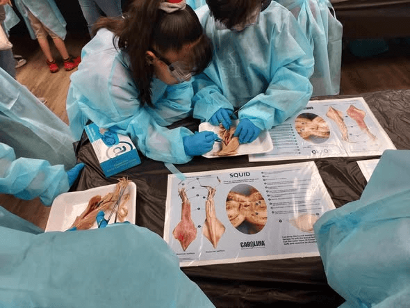 A young learner investigating a squid with adult guidance